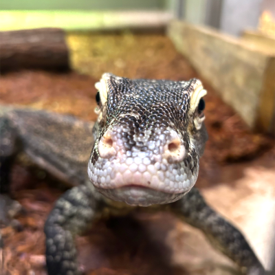 Komodo Dragon | Akron Zoo
